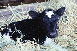 Life of a dairy calf and raising calves