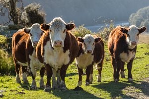 Image of types of cows, bred cows, purebred vs commercial cattle