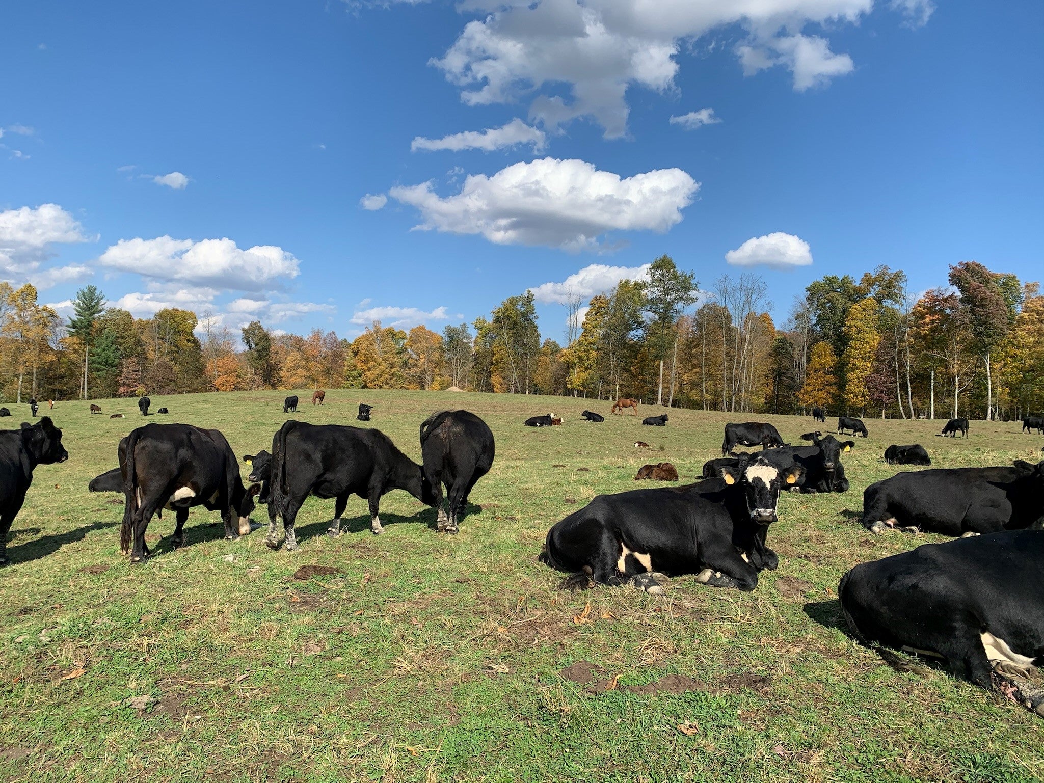 angus beef cattle field
