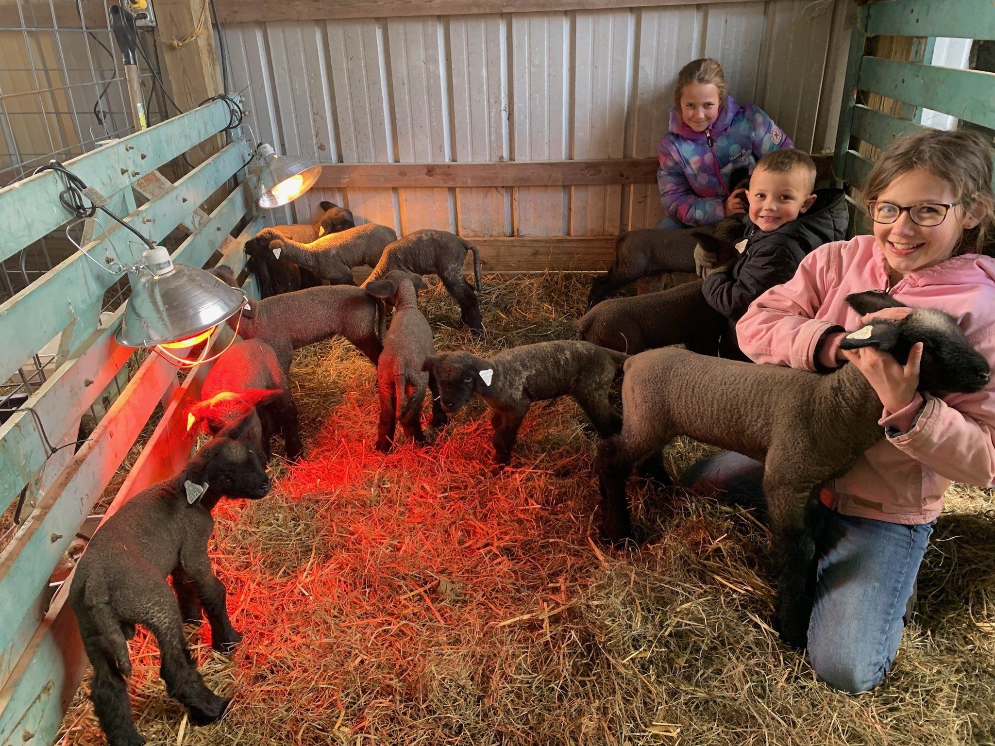 kids sheep barn