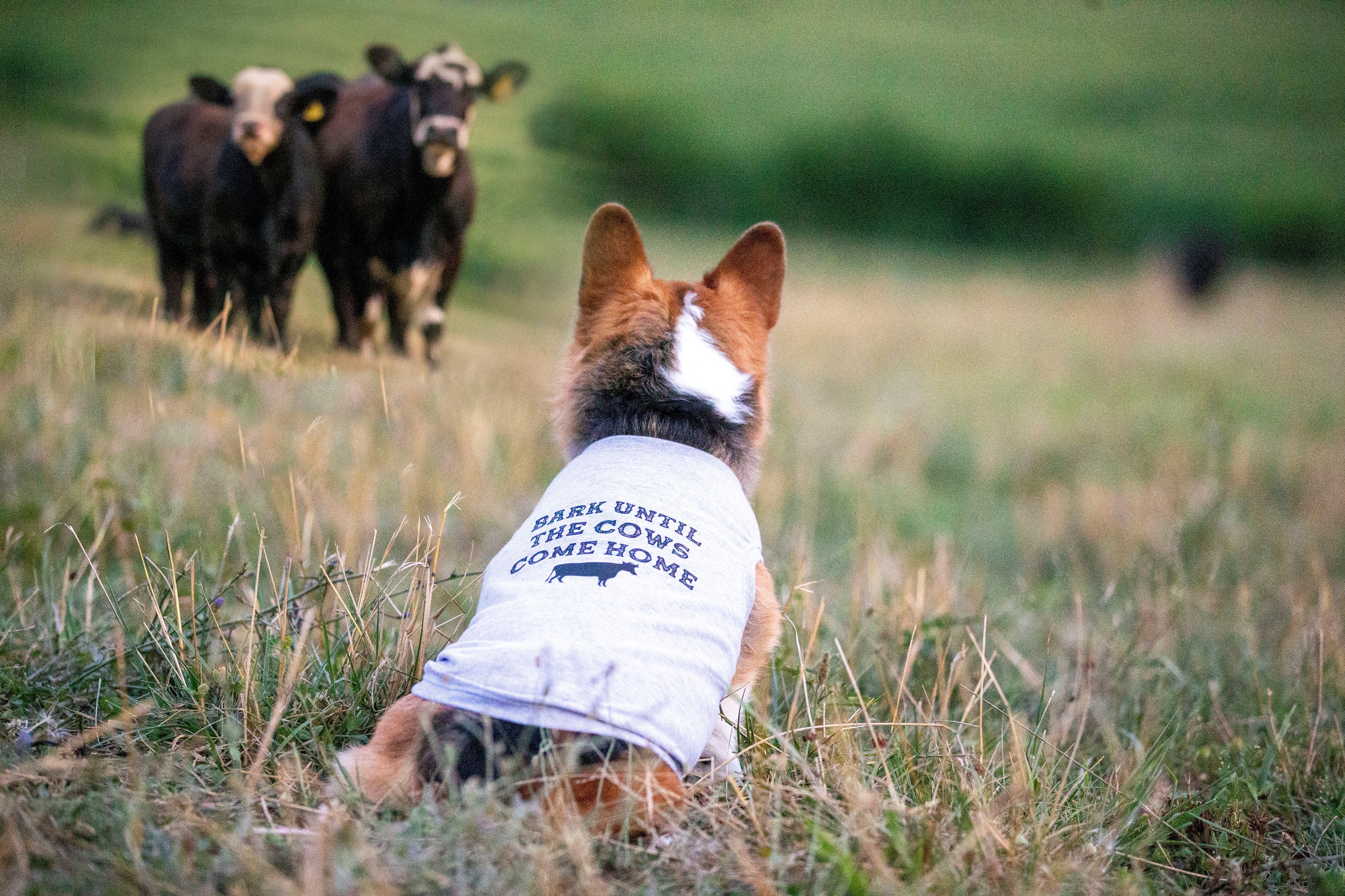 Corgi cattle dog