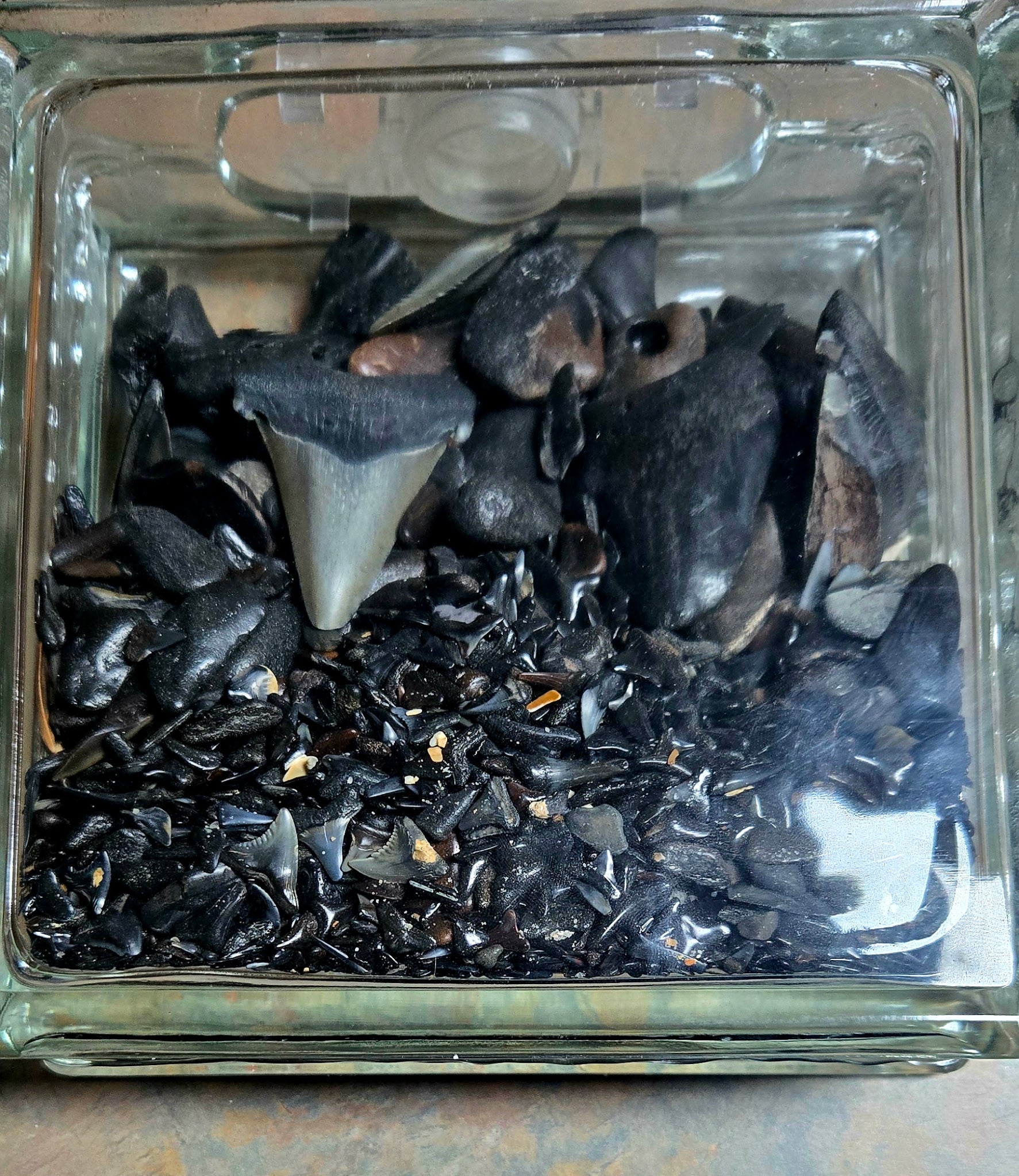 shark teeth