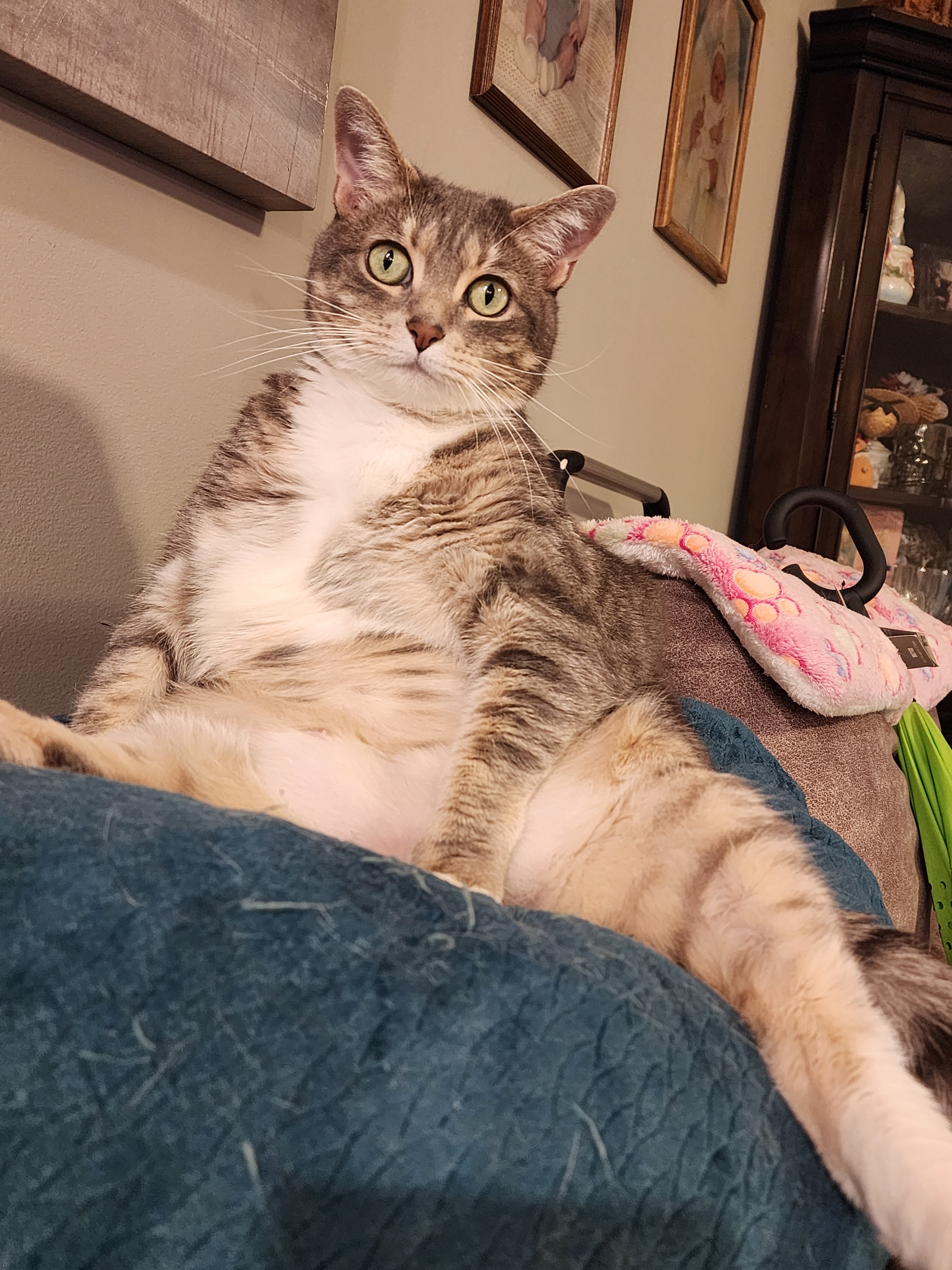 Gray cat