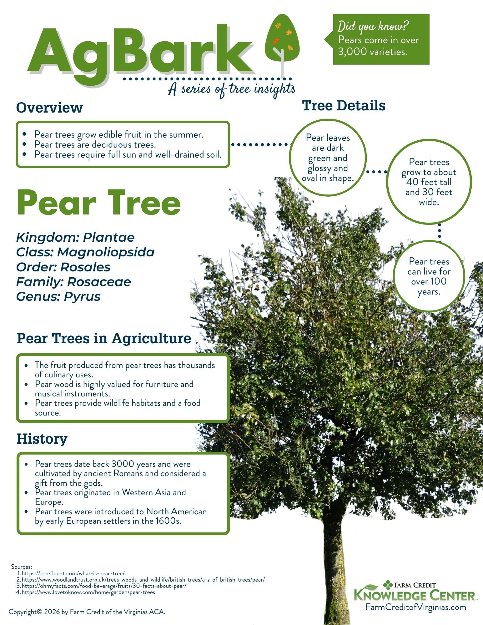 image of pear tree infographic