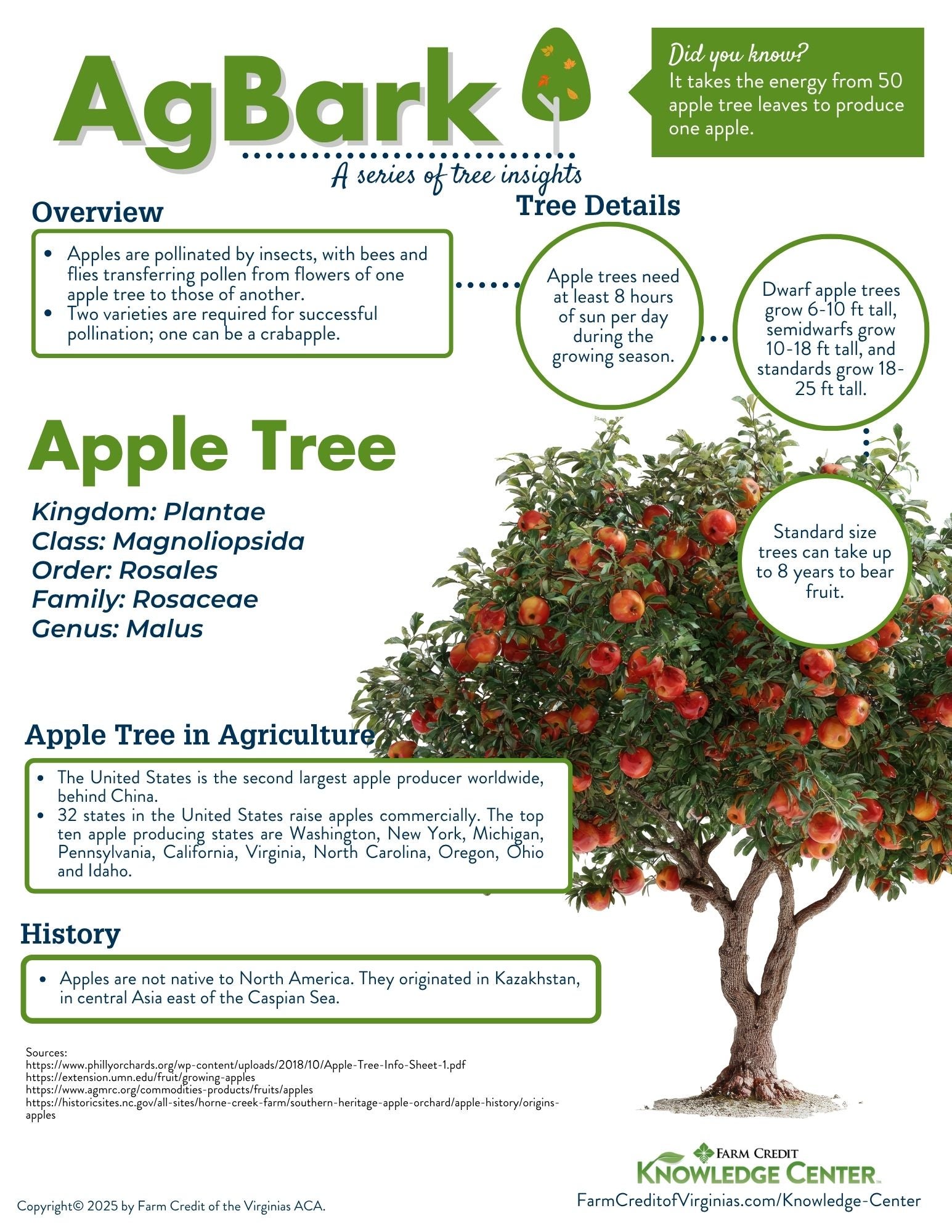 image of apple tree infographic