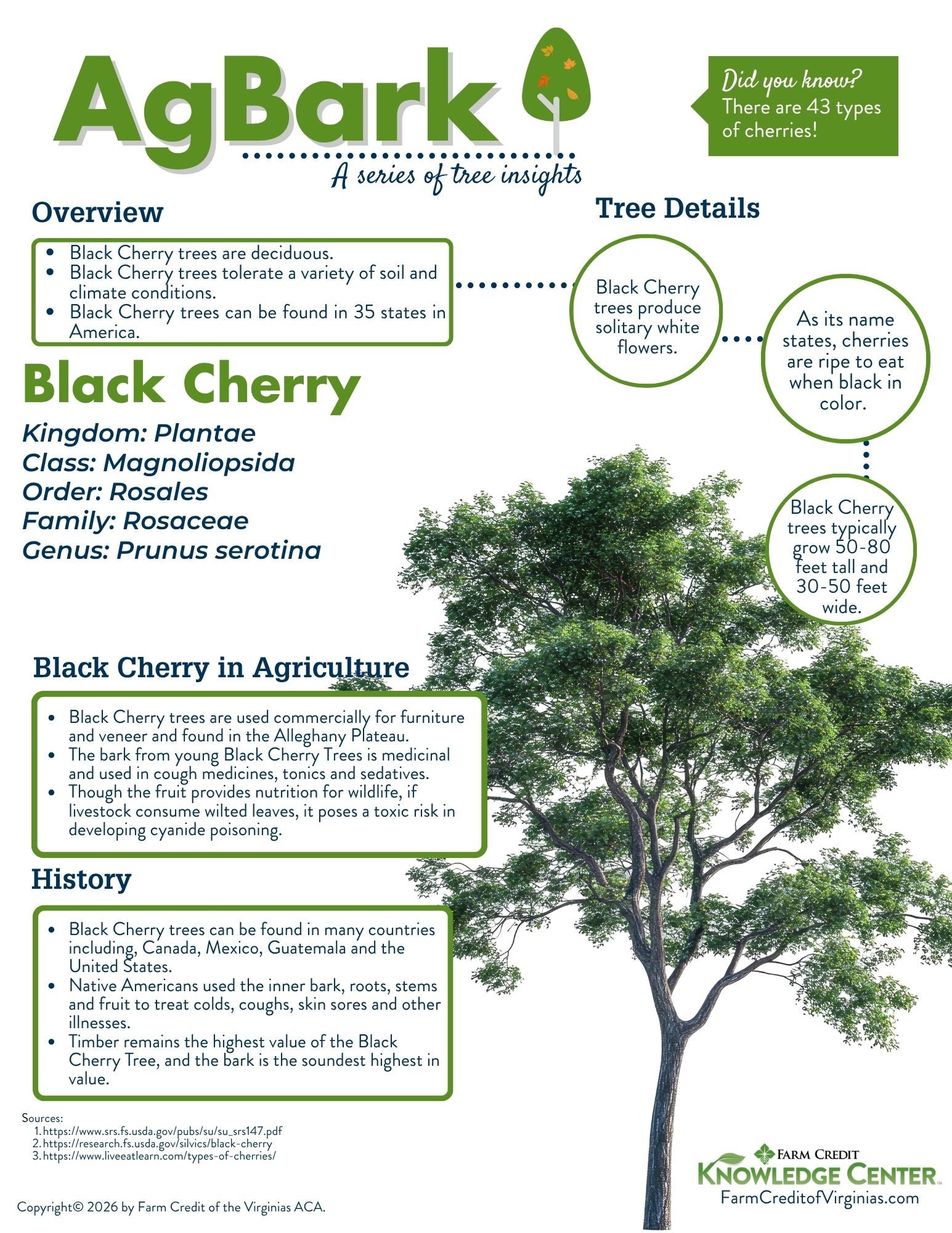 image of black cherry tree infographic