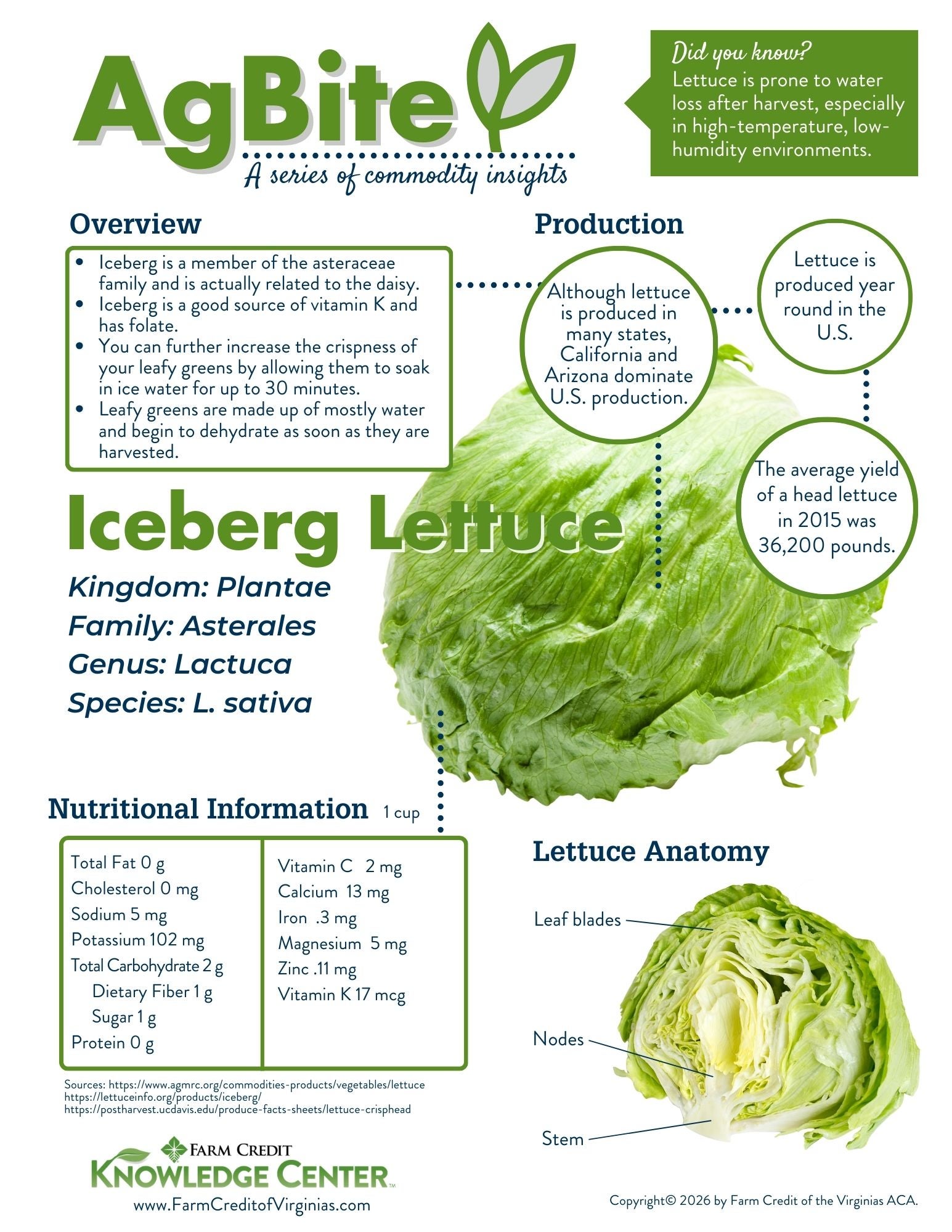 image of lettuce infographic