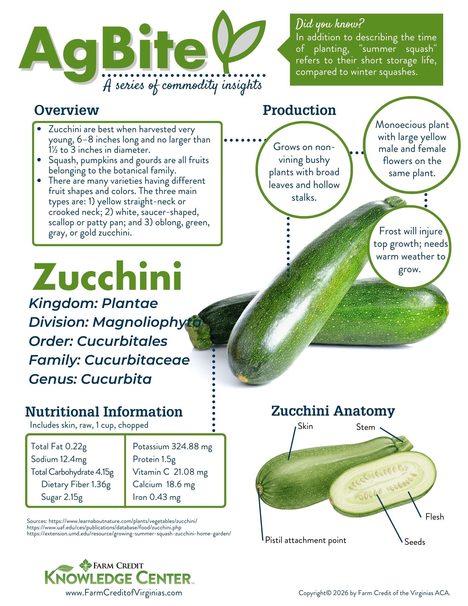 image of zucchini infographic