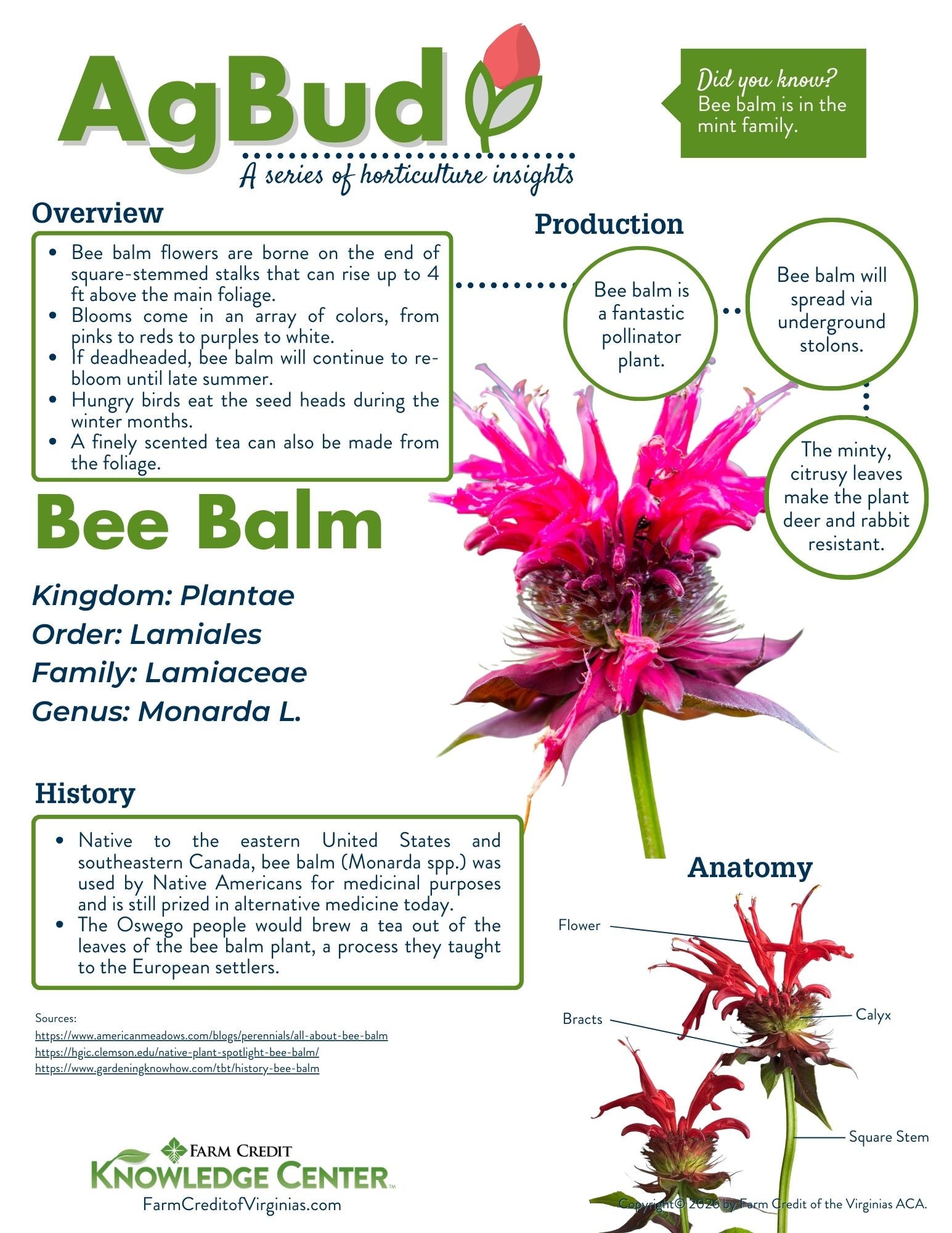 image of bee balm infographic