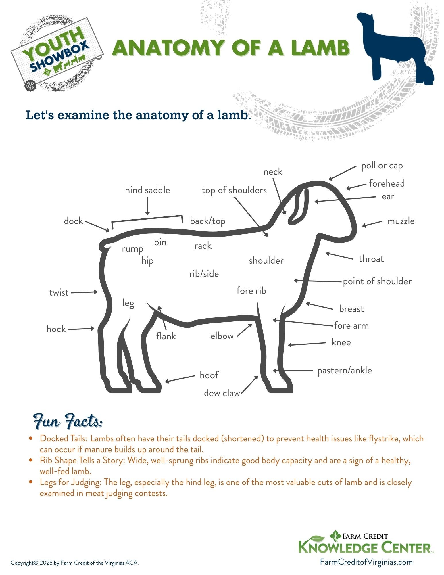 anatomy of a lamb infographic