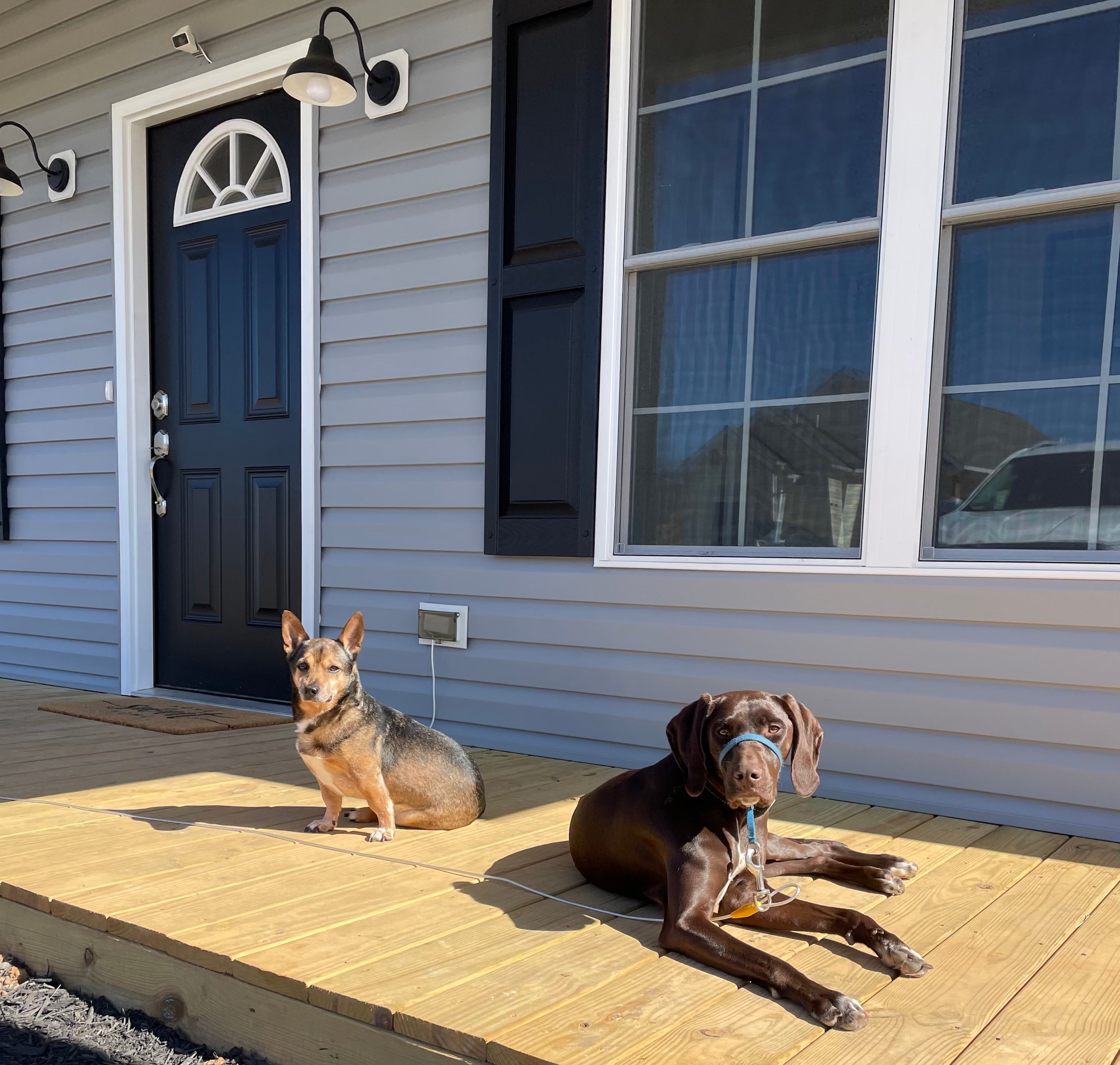 2 dogs on porch