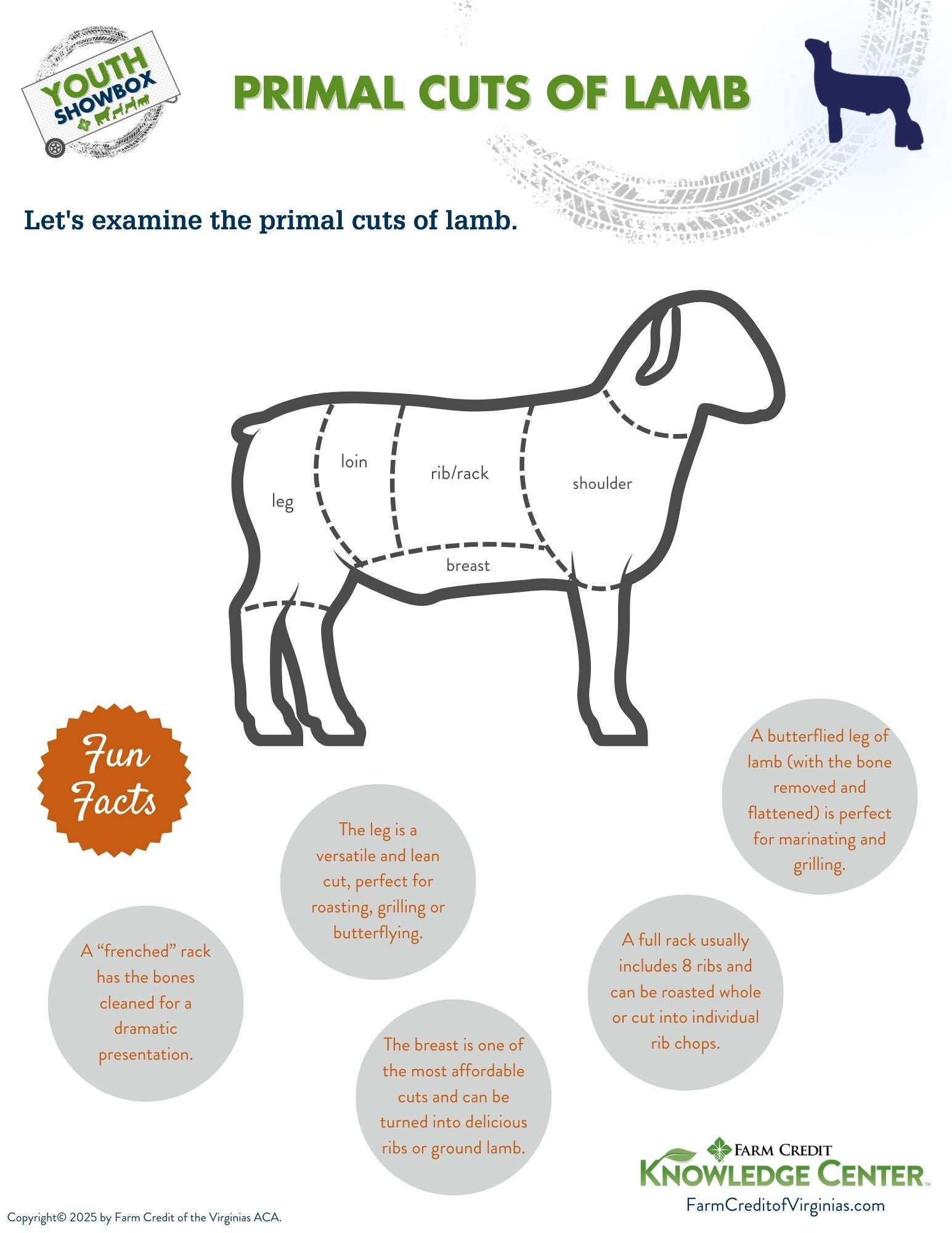 image of primal cuts of lamb infographic