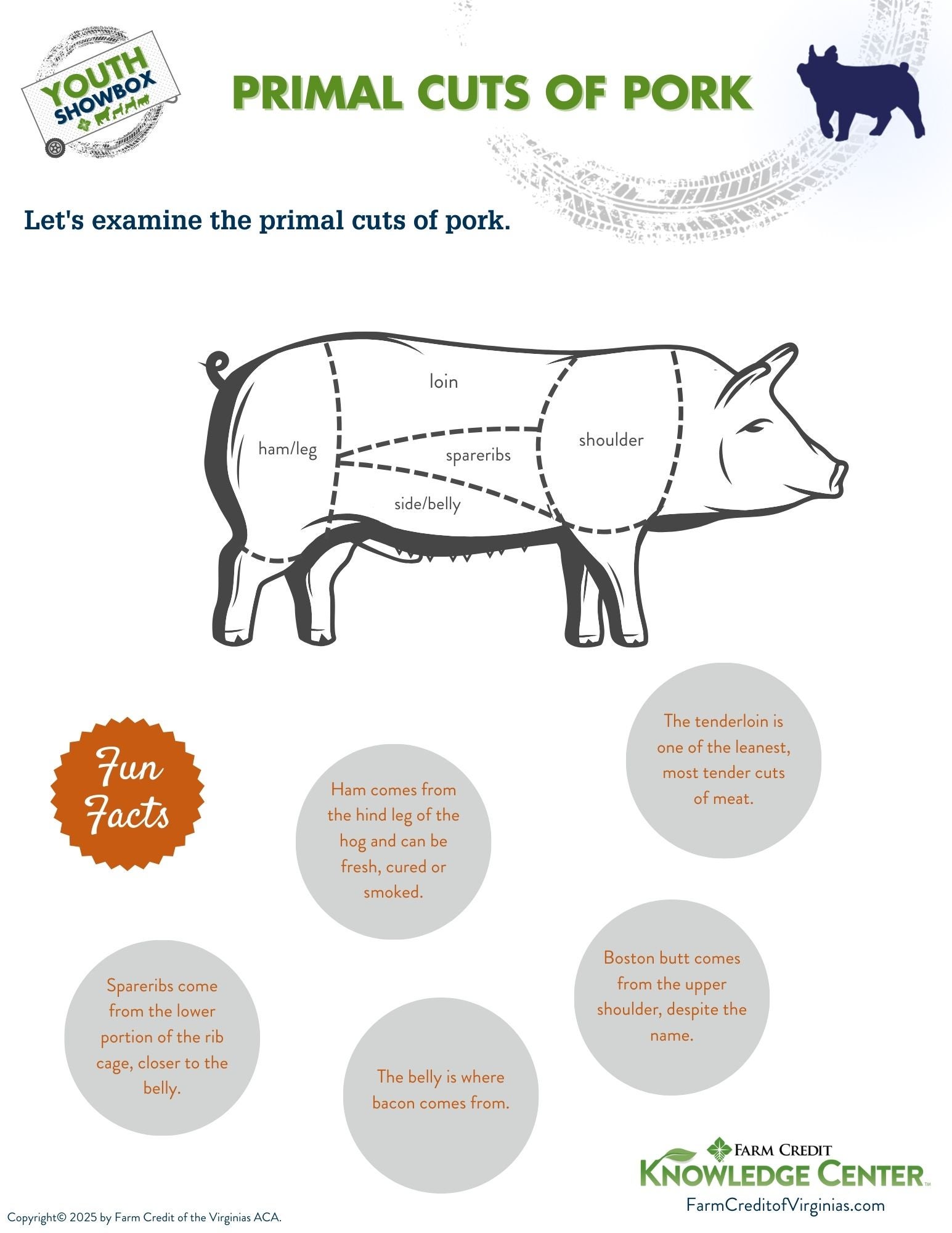 image of primal cuts of pork infographic