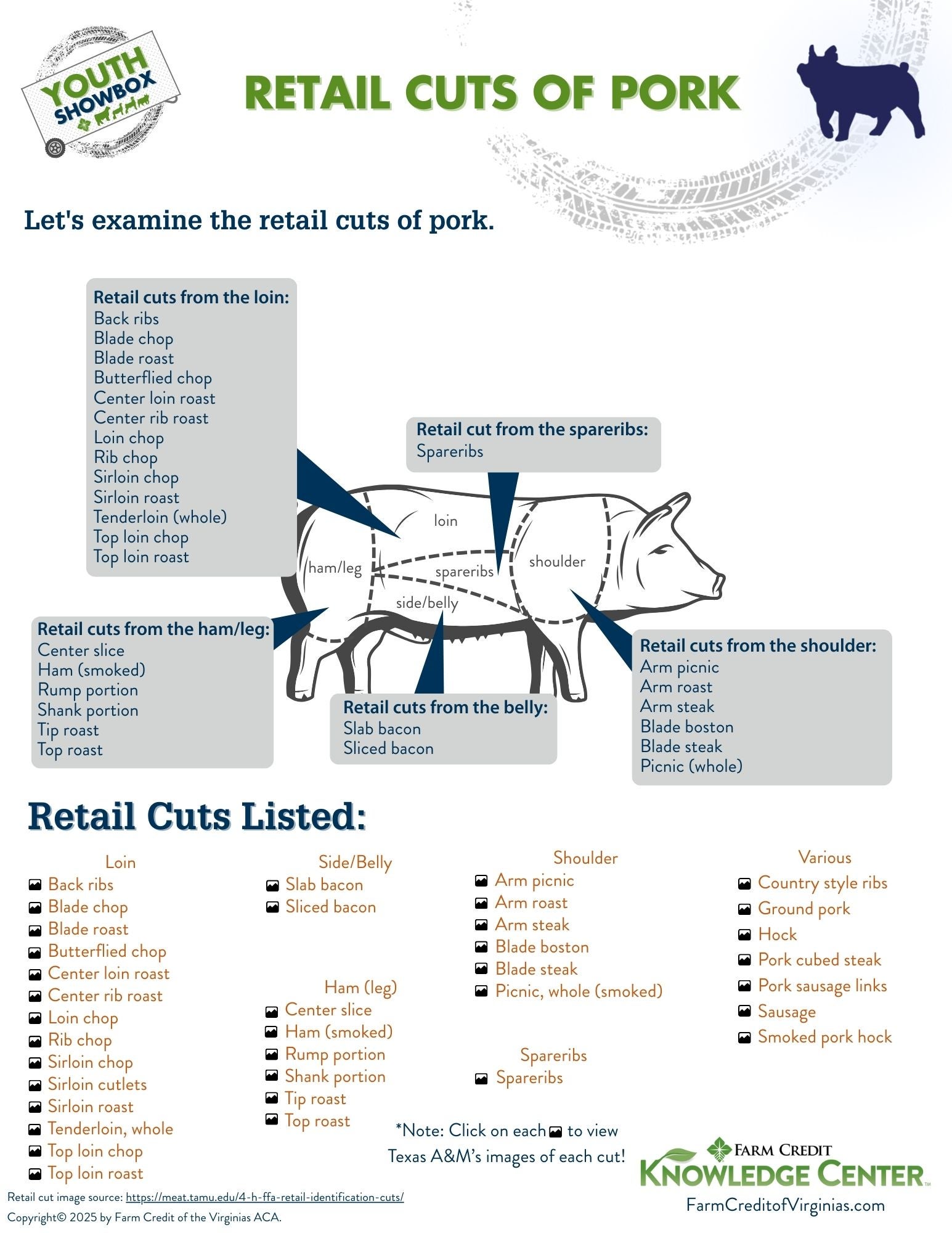 image of retail cuts of pork infographic