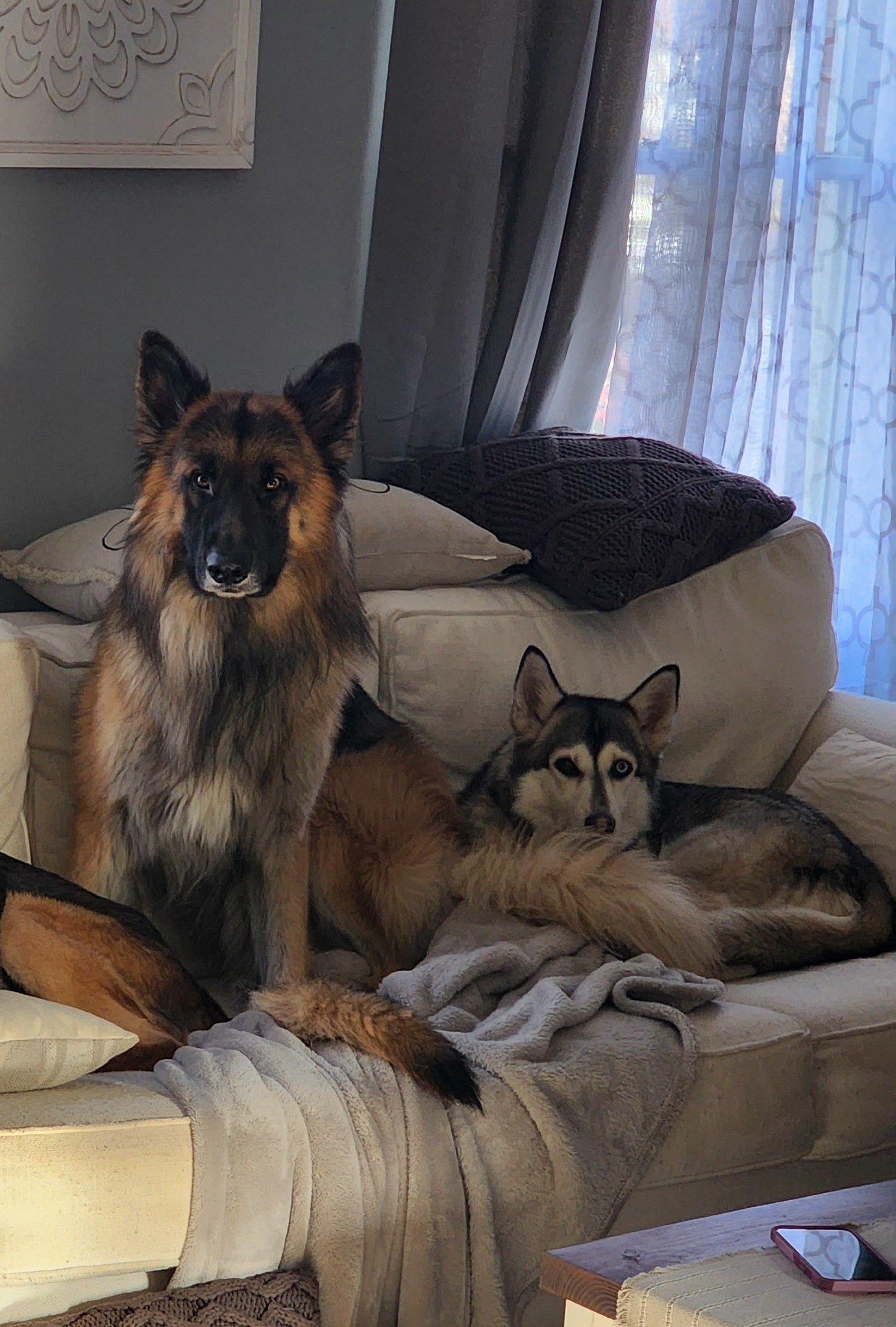 2 german sheperd dogs