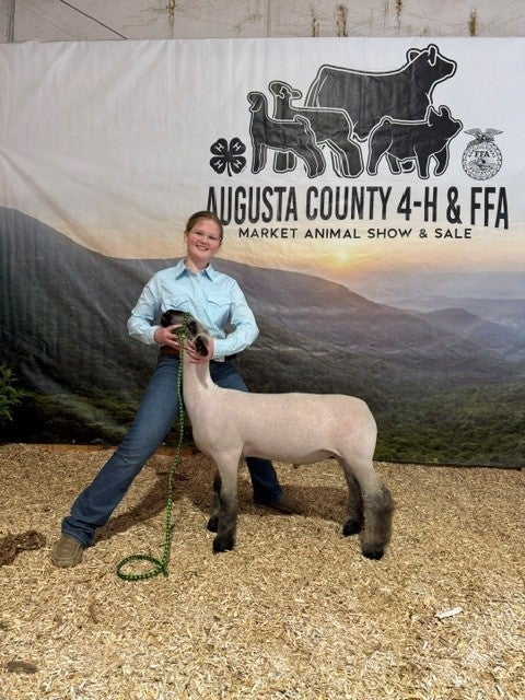 Girl showing lamb at 4-H show