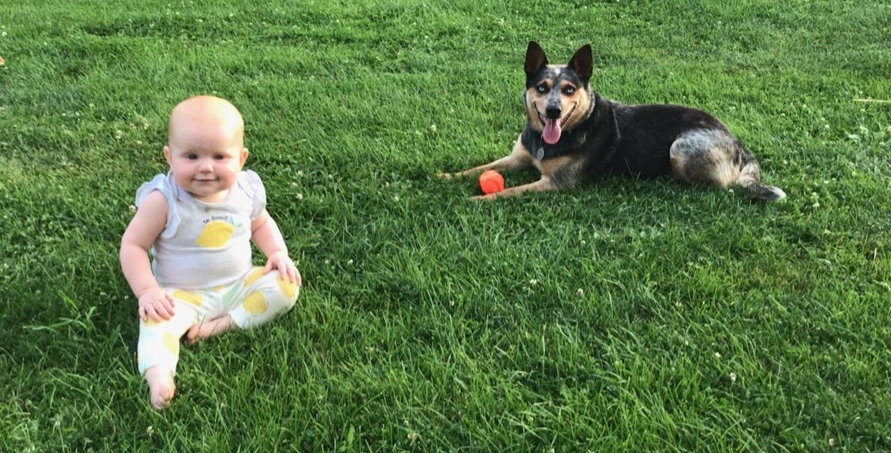 blue heeler and baby