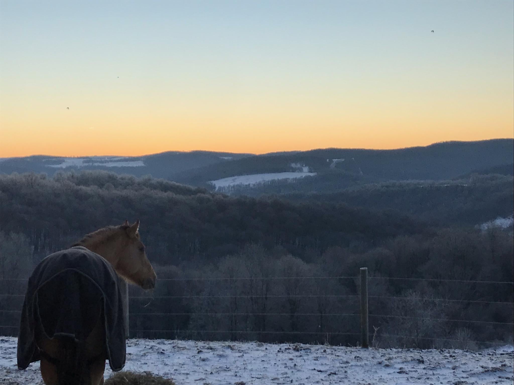 winter farm horse