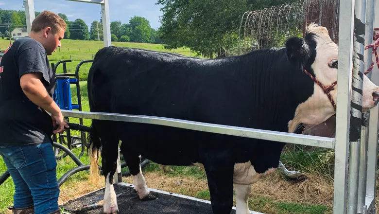 youth washing steer