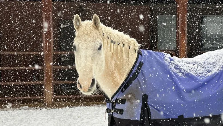 image of white horse in winter snow