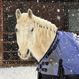 image of white horse in winter snow